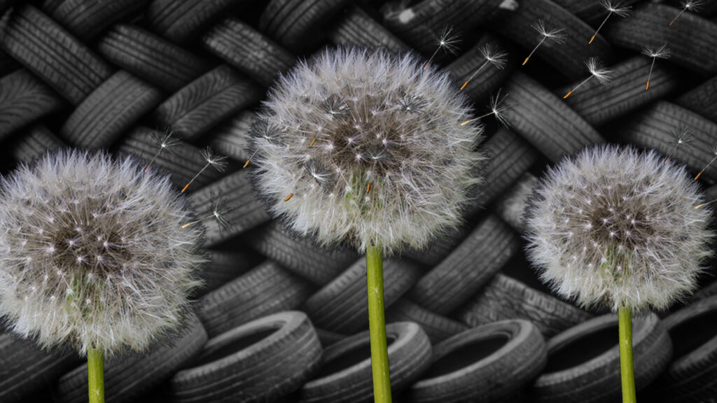Fotomontage: Löwenzahn vor einem Hintergrund aus Autoreifen.