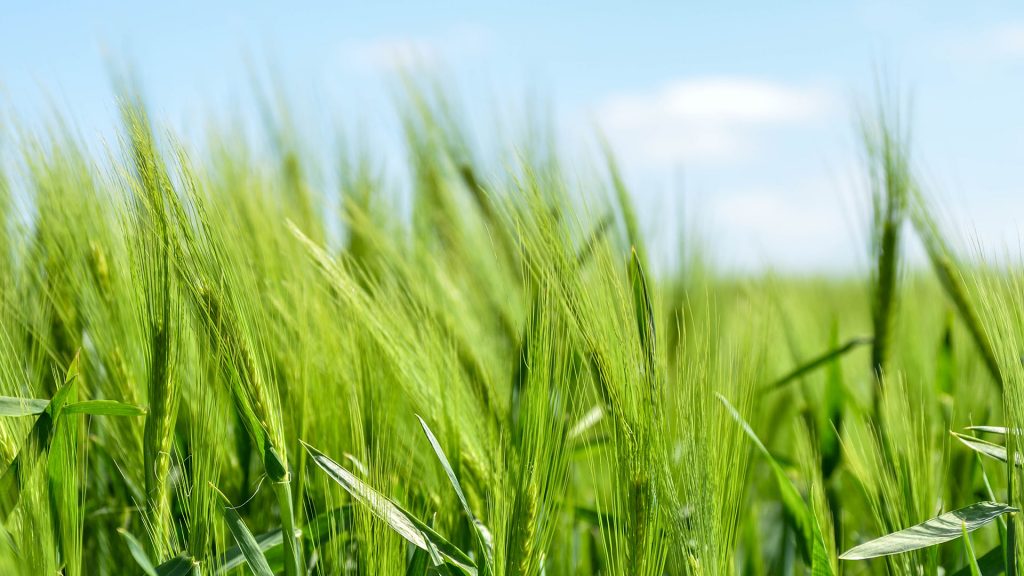 Grüne Wiese in Nahaufnahme