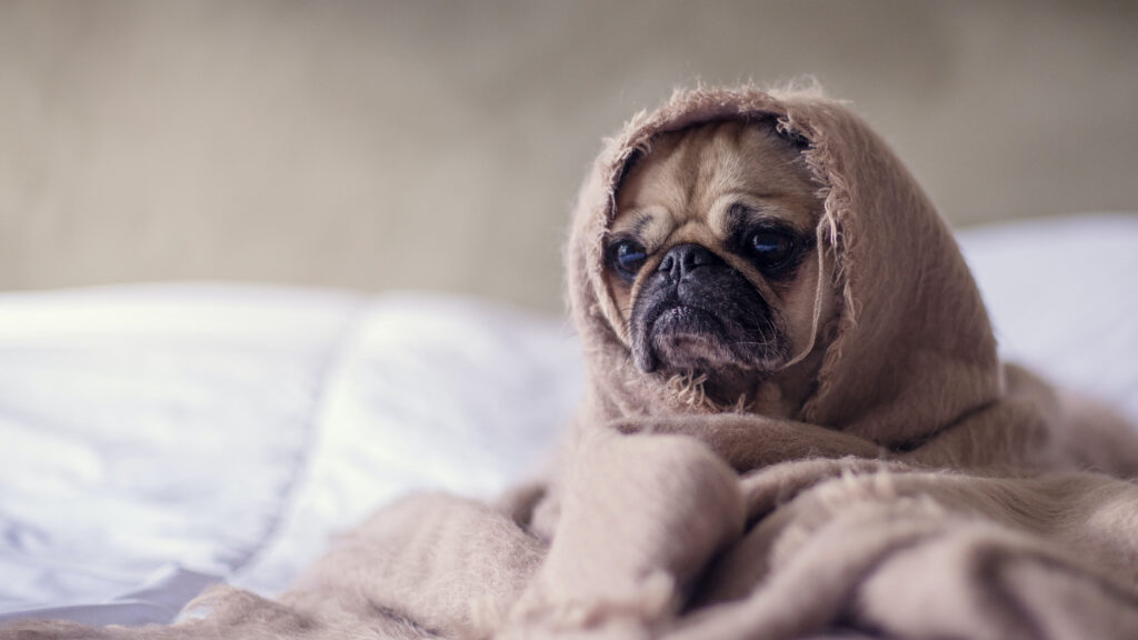 Mops mit Decke um den Kopf