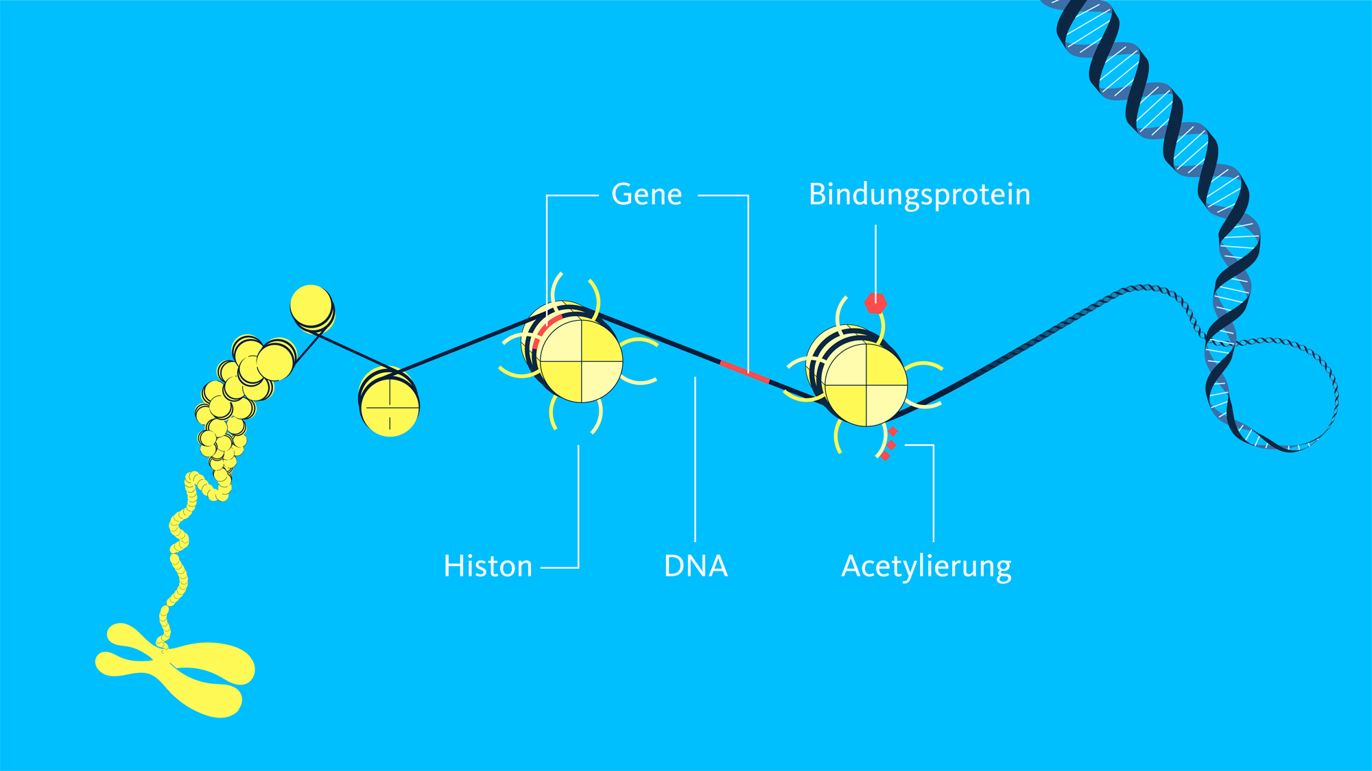 Eine menschliche Zelle enthält einen DNA-Strang von zwei Metern Länge. Dieser ist mehrfach komprimiert, etwa indem er um sogenannte Histone gewickelt ist und dieser Chromatin-Komplex ebenfalls wieder platzsparende Strukturen einnimmt. Man kann sich ein Chromosom als ein sehr dichtes DNA-Knäuel vorstellen. Die Gene auf der DNA sind zunächst um ein Histon gewickelt und nicht zugänglich. Durch Regulierungsfaktoren verändert sich aber die Struktur und der Genabschnitt wird freigelegt. In welchem Zustand die DNA vorliegt, entscheiden Prozesse wie die Acetylierung des Histonschwanzes oder das Anlagern von Bindungsproteinen. Durch Ablösen oder Methylierung sind die Schritte reversibel.