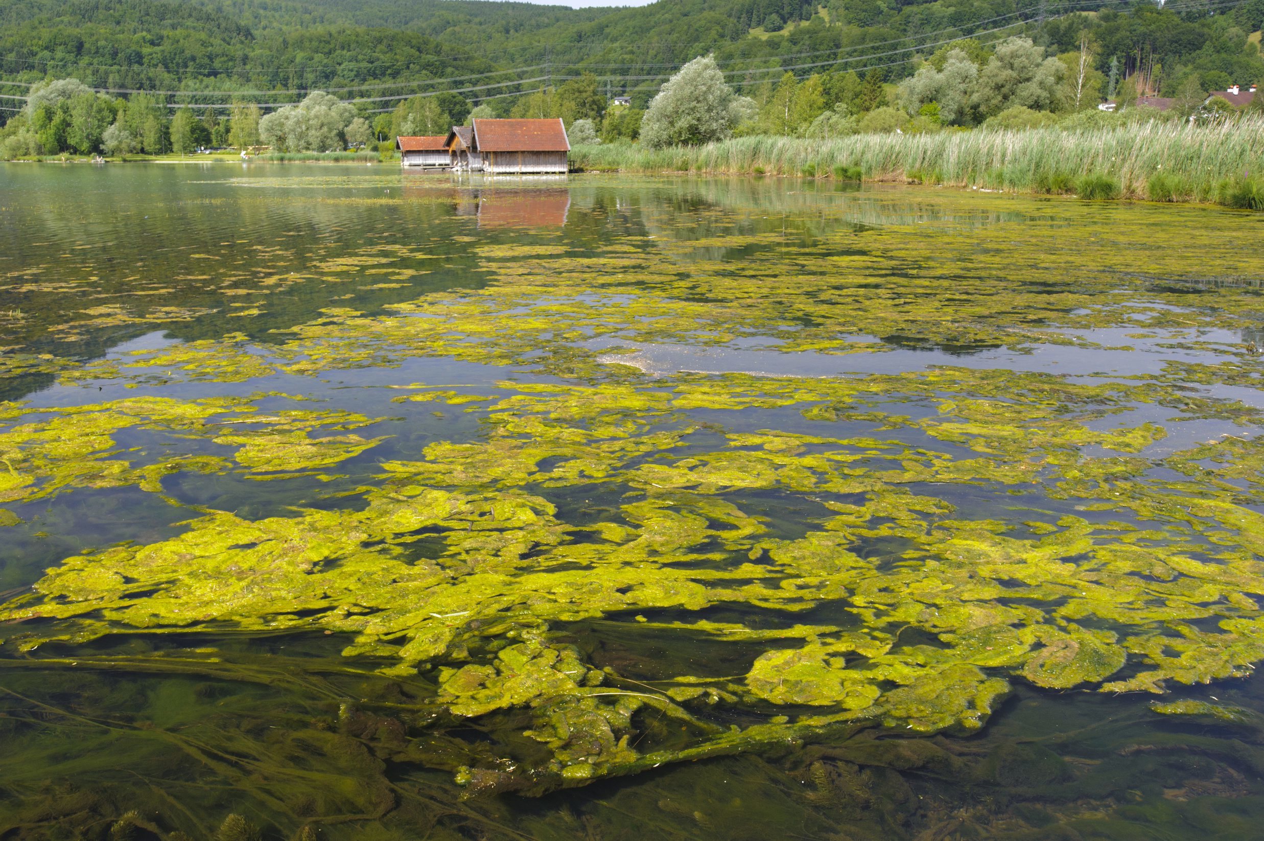 Algenplage am Kochelsee