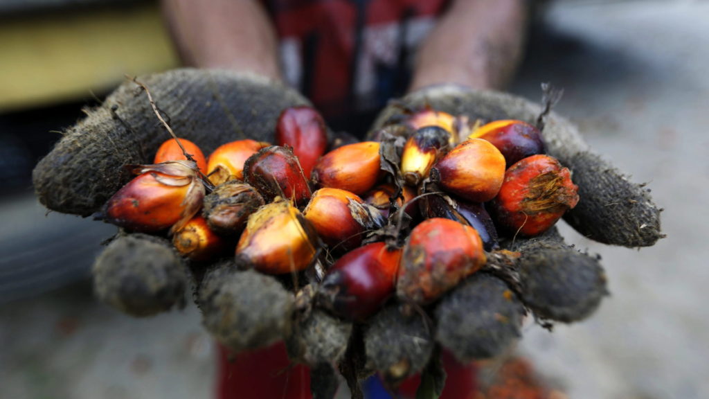 Ein indonesischer Palmöl-Farmer hält die Früchte einer Ölpalme in den Händen.