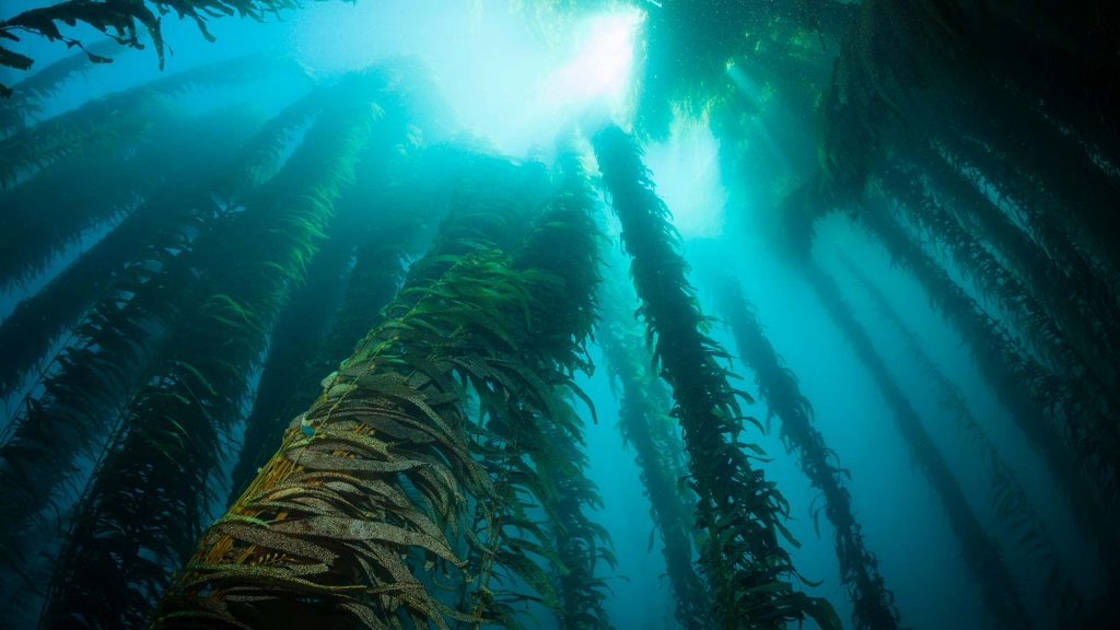Kelpwald vor Mexiko