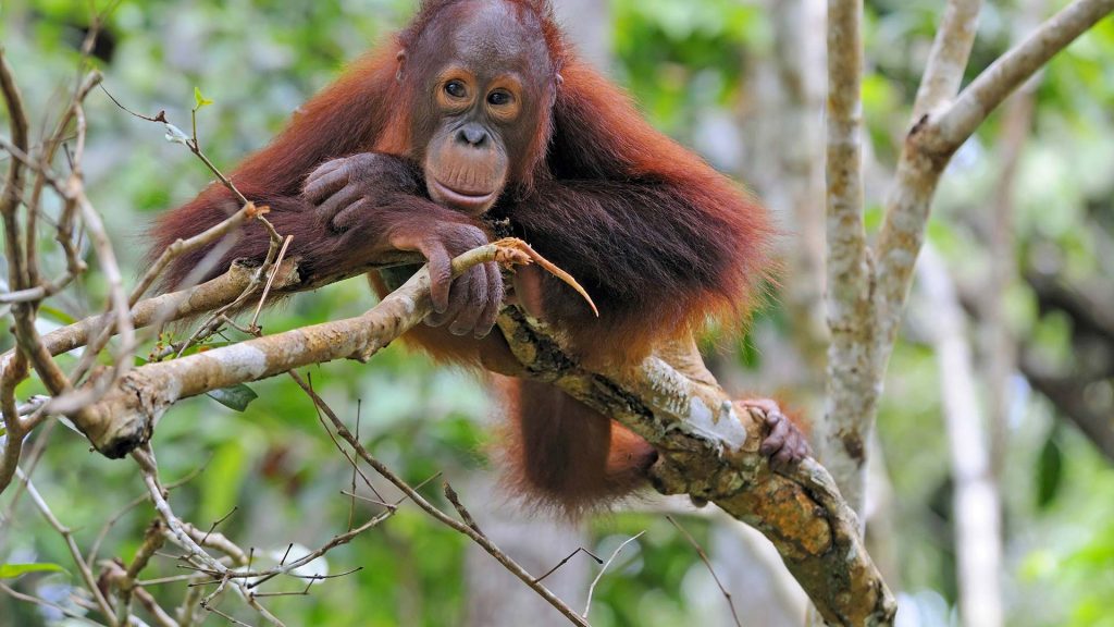 Borneo Orang-Utan