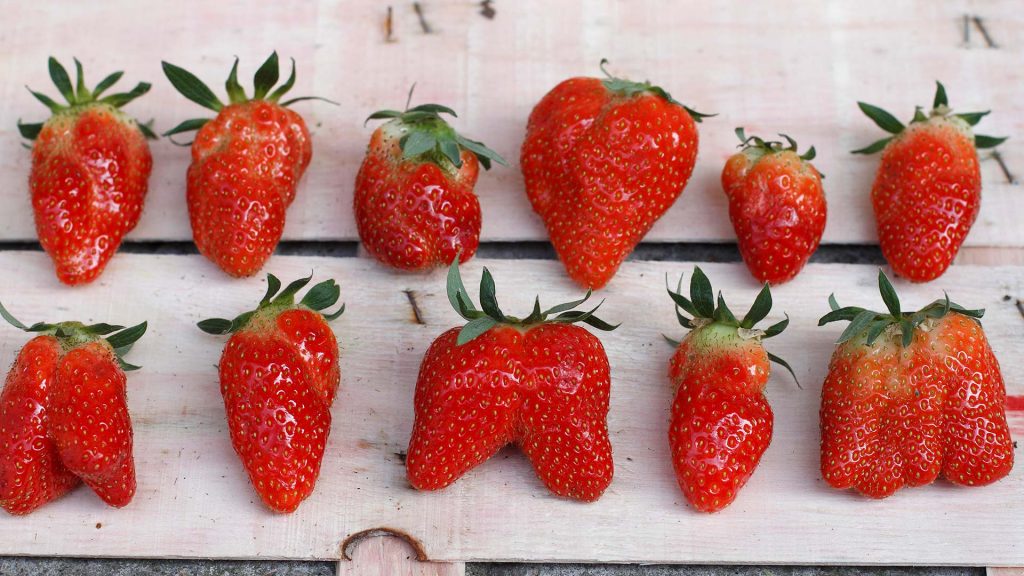 Erdbeeren in verschiedenen Formen und Größen