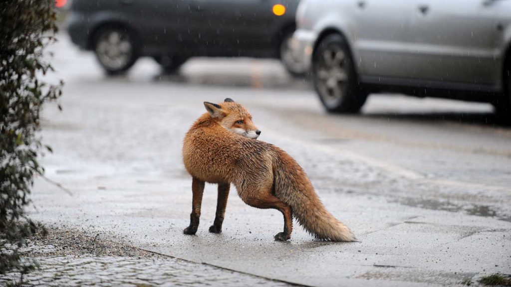 Fuchs in der Großstadt.