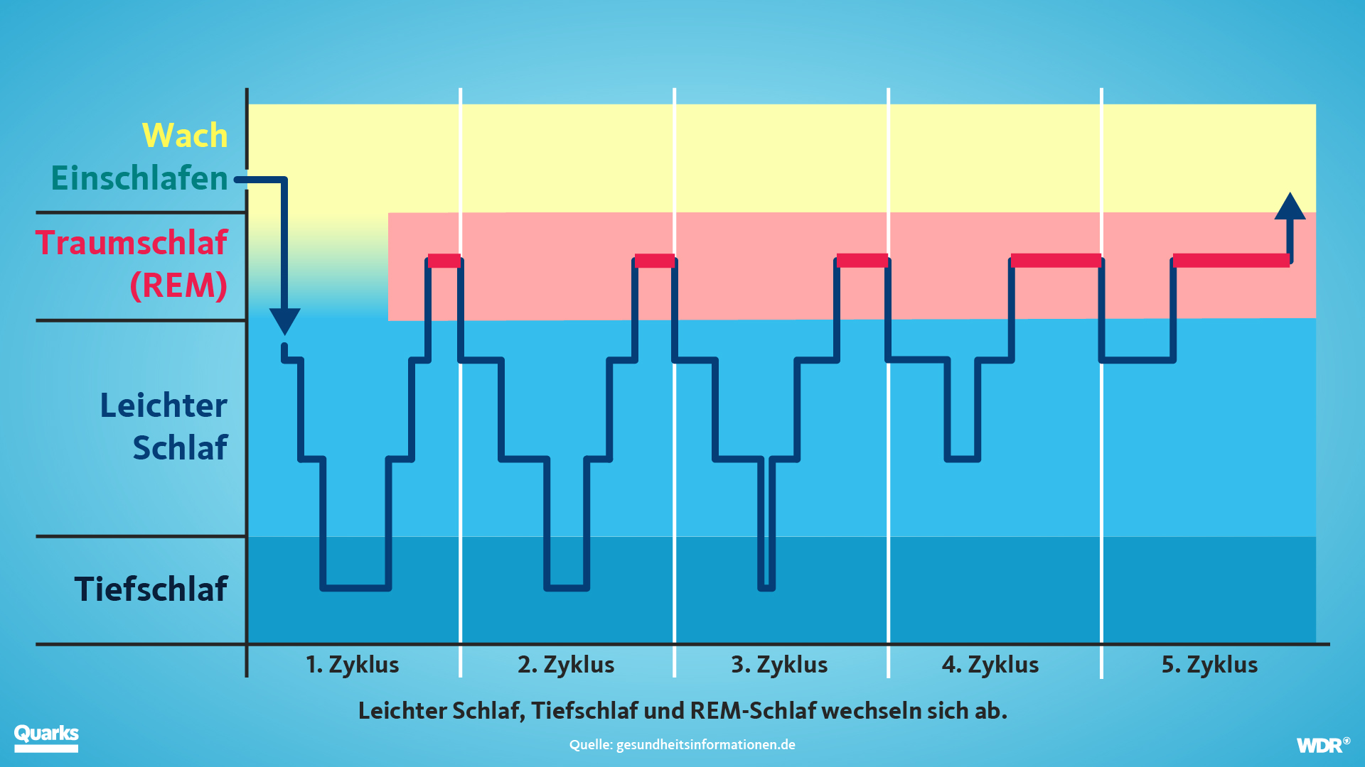 Grafik zu den Schlafphasen