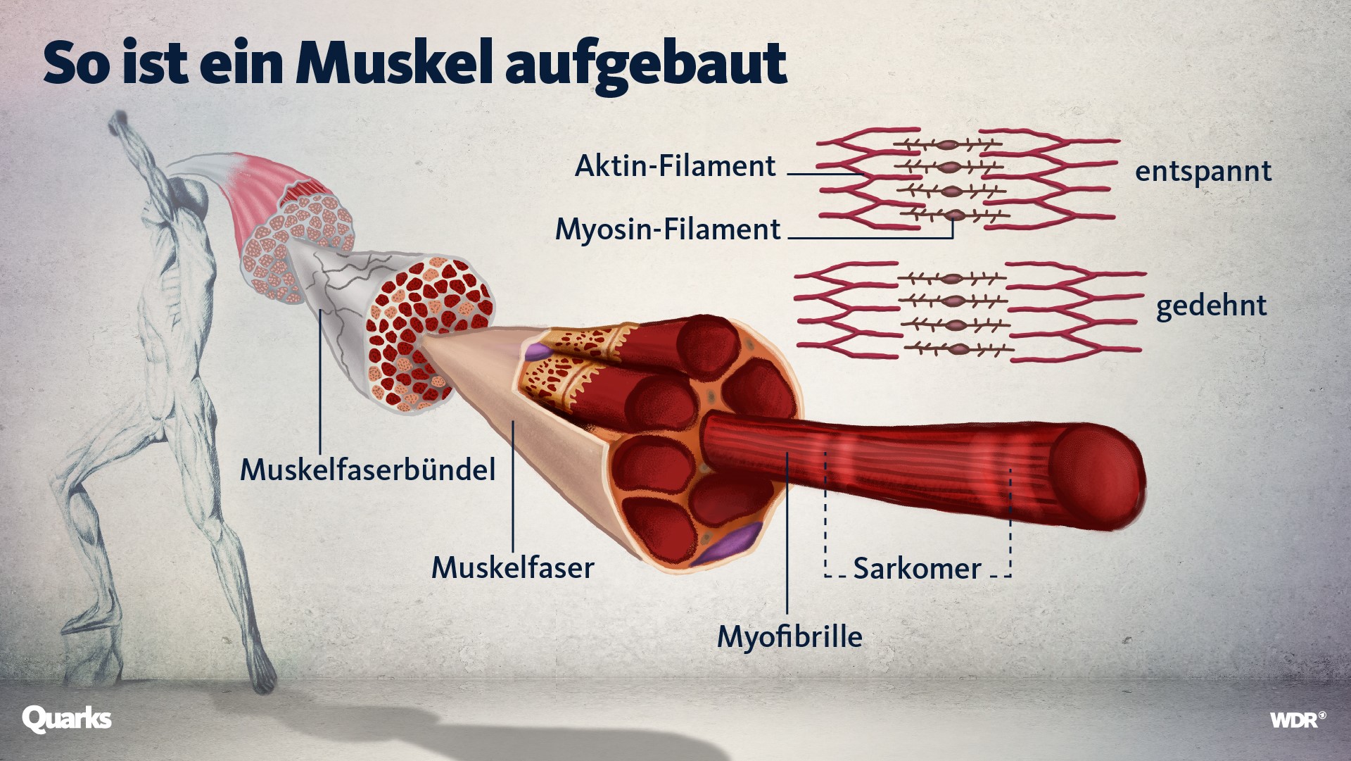 Muskel Fakten So Trainierst Du Richtig Quarks De