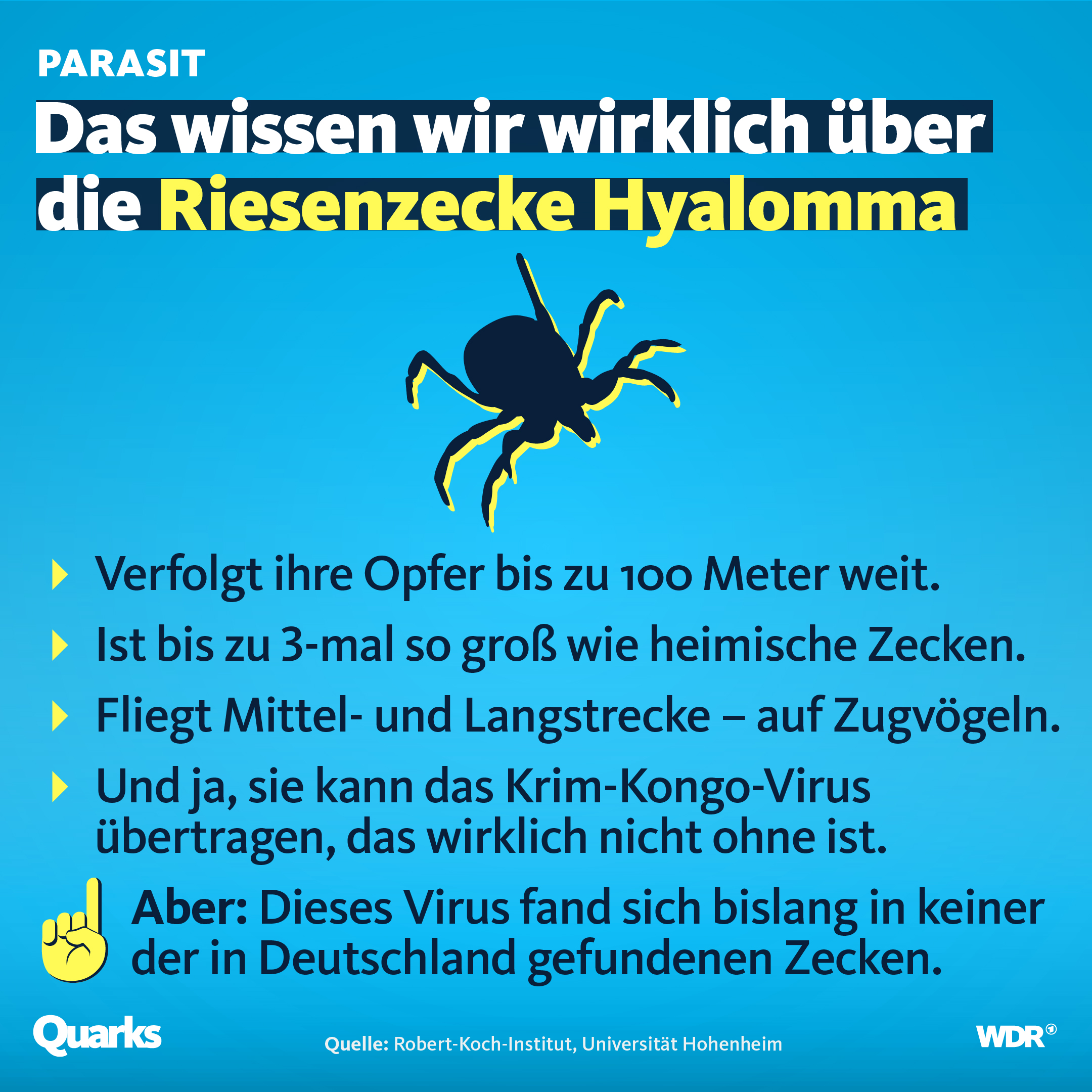Das wissen wir wirklich über die Riesenzecke Grafik auf blauem Untergrund, die auflistet, was man über die Riesenzecke weiß