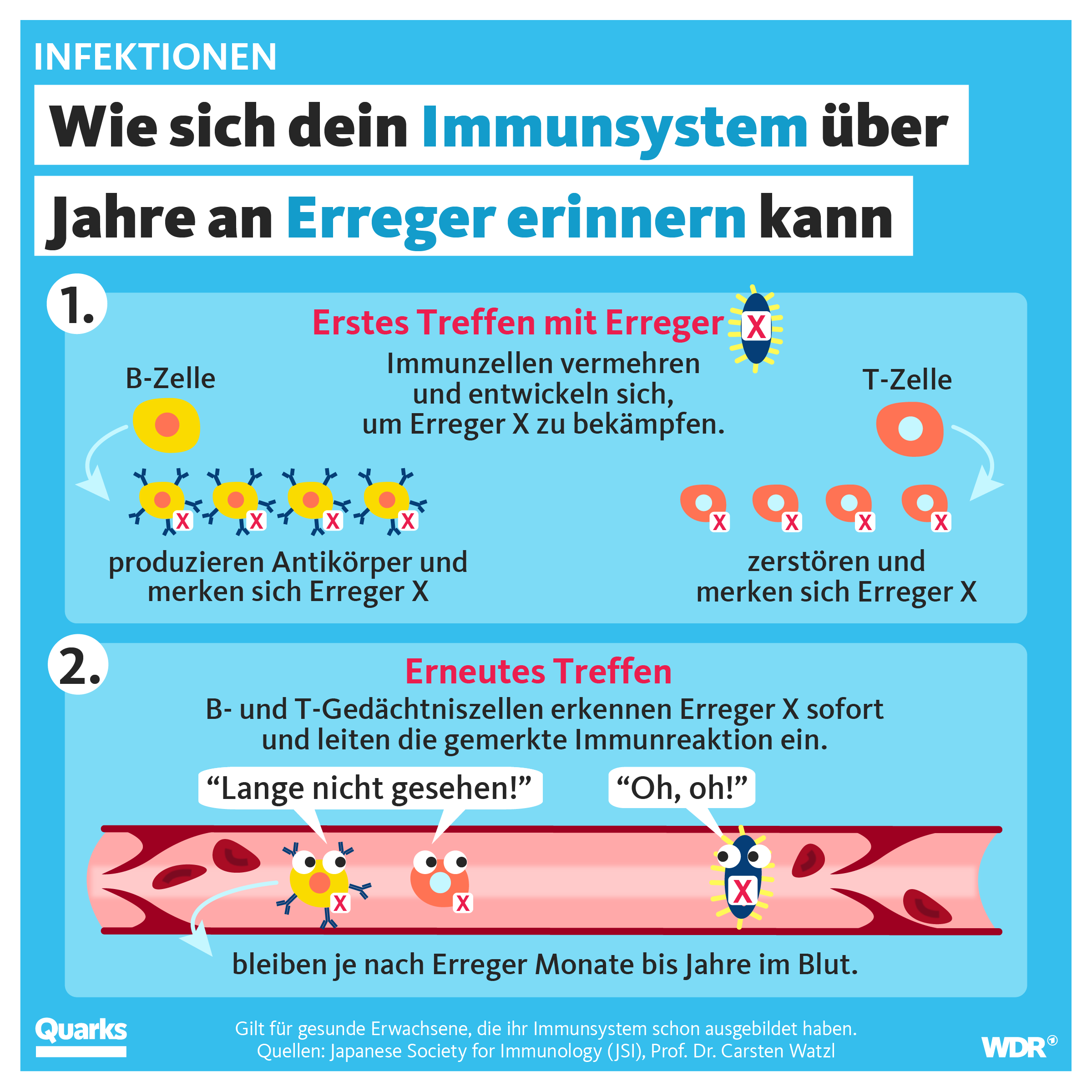 Wie sich dein Immunsystem über Jahre an Erreger erinnern kann