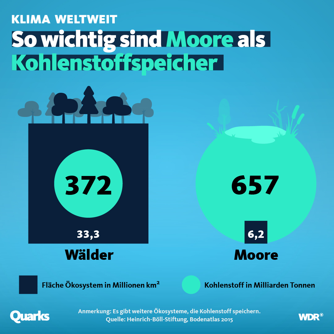 Moorböden Grafiktafel