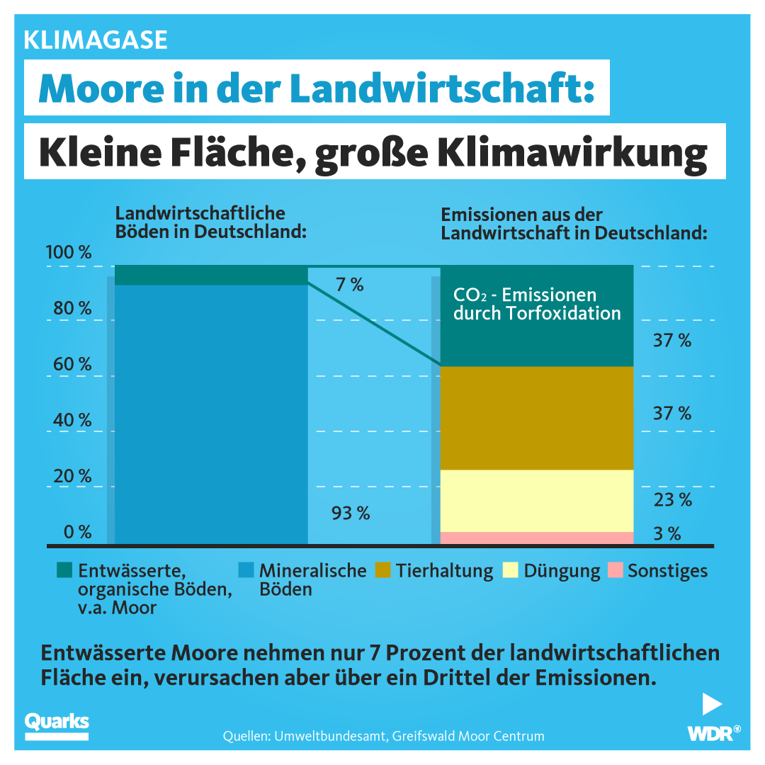 Moore in der Landwirtschaft: Kleine Fläche, große Klimawirkung