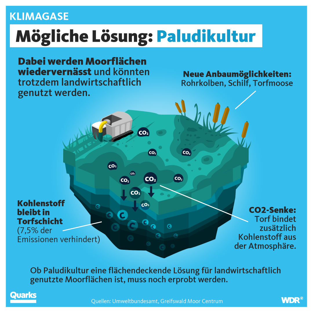 Mögliche Lösung: Paludikultur