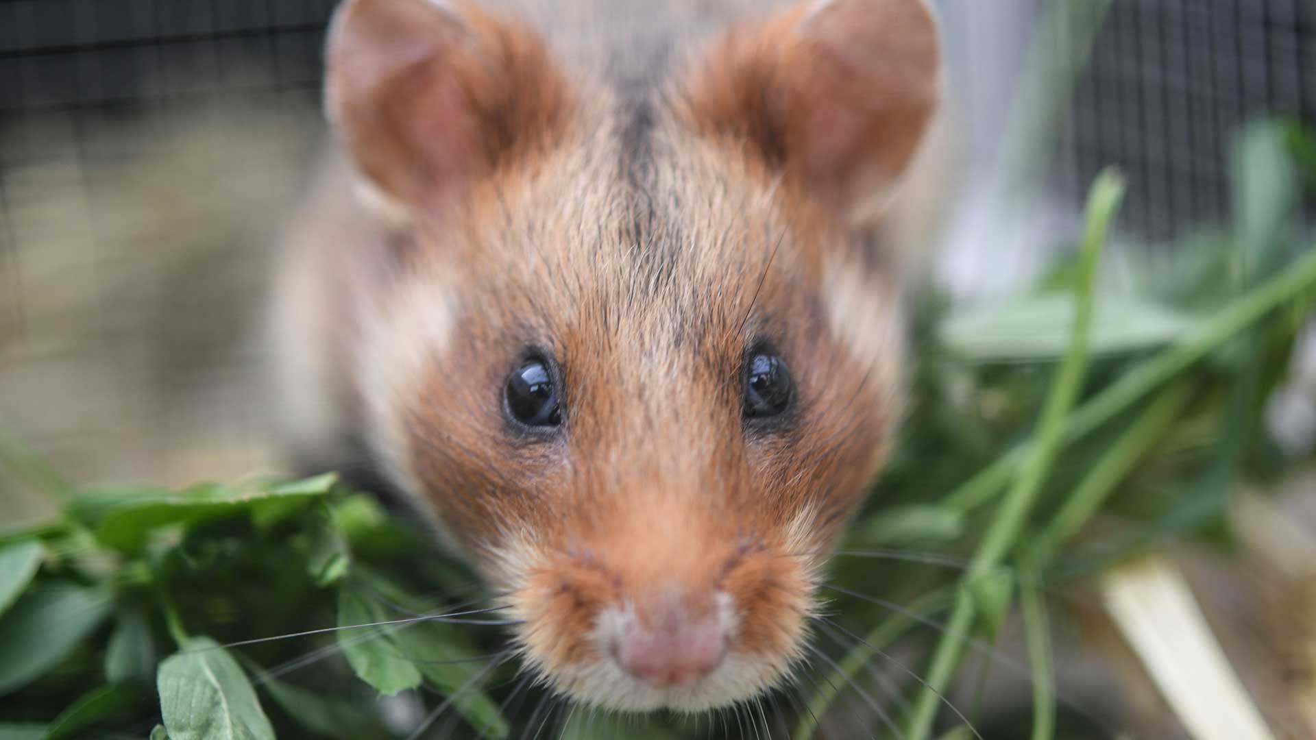 Das wissen wir über das Hantavirus - quarks.de