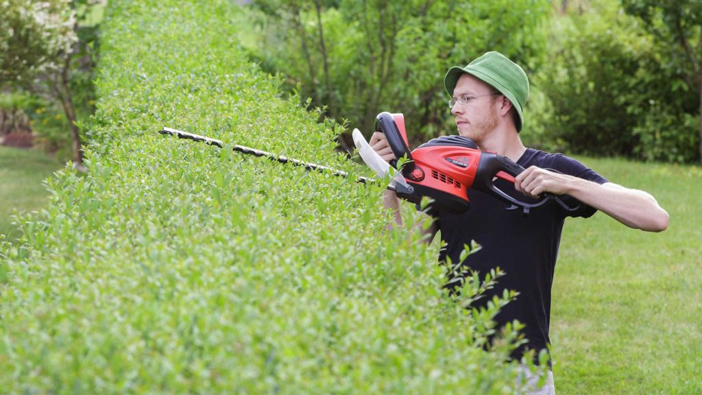 Mann trimmt eine Hecke.