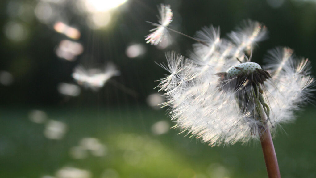 Nahaufnahme Pusteblume