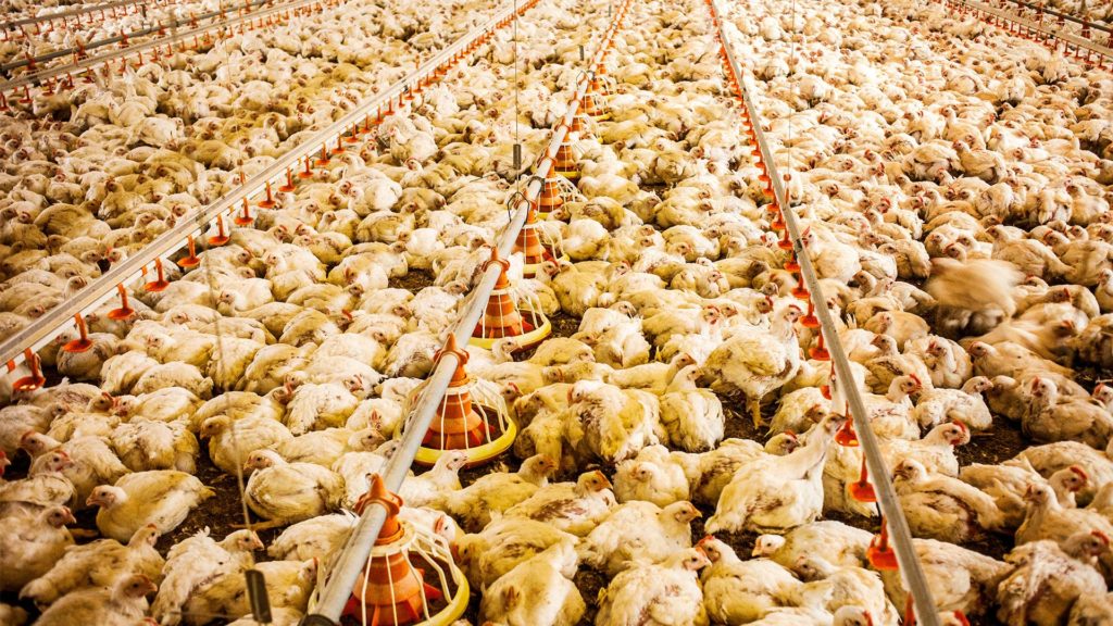 Hähnchen in der Massentierhaltung