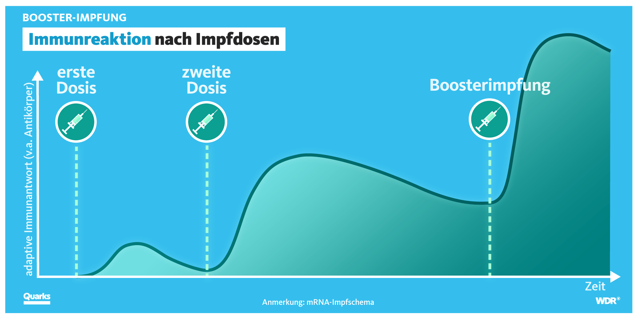 Grafiktafel Immunreaktion nach Impfdosen