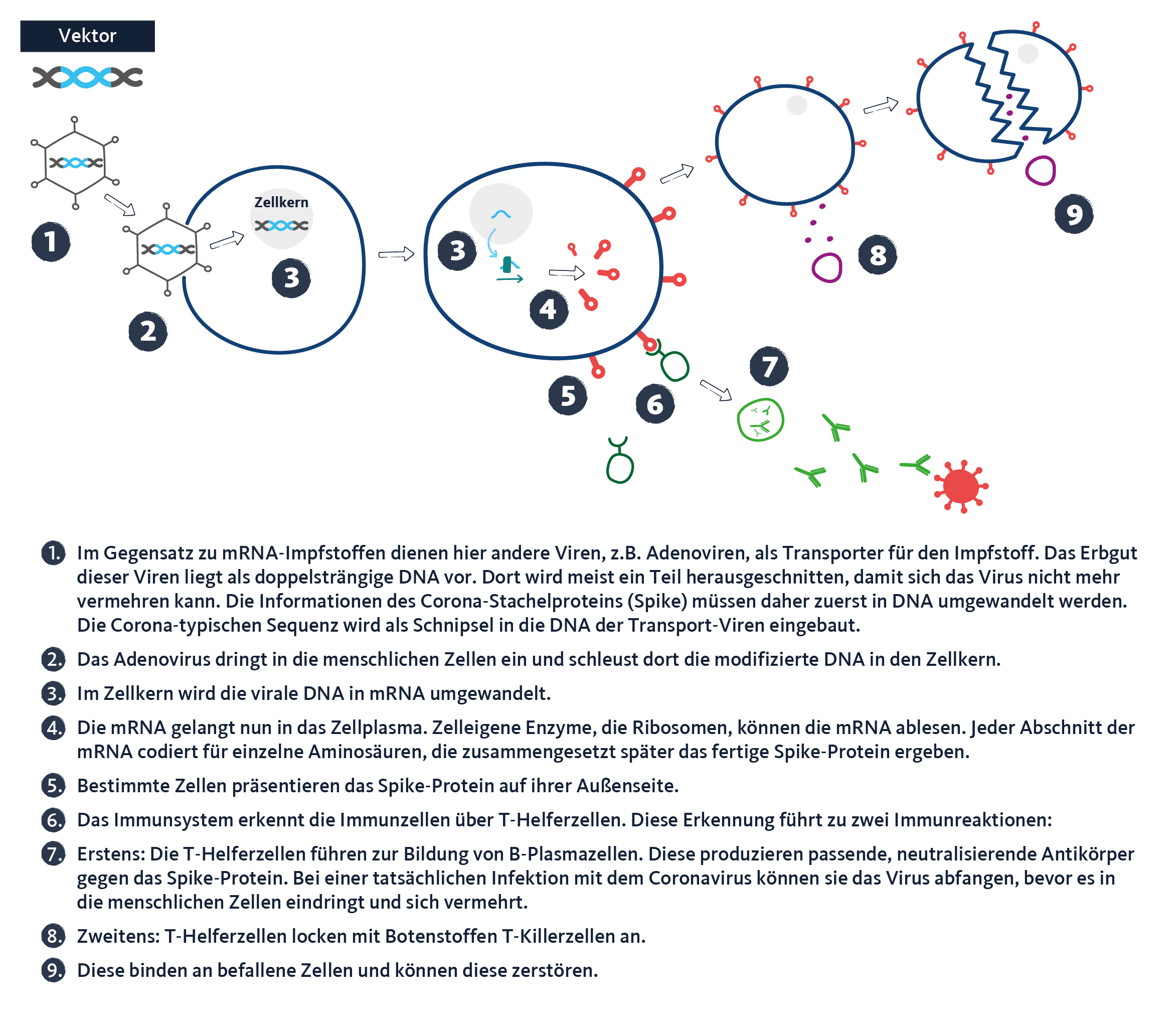 Grafik: So funktionieren Vektorimpfstoffe. Quarks/WDR