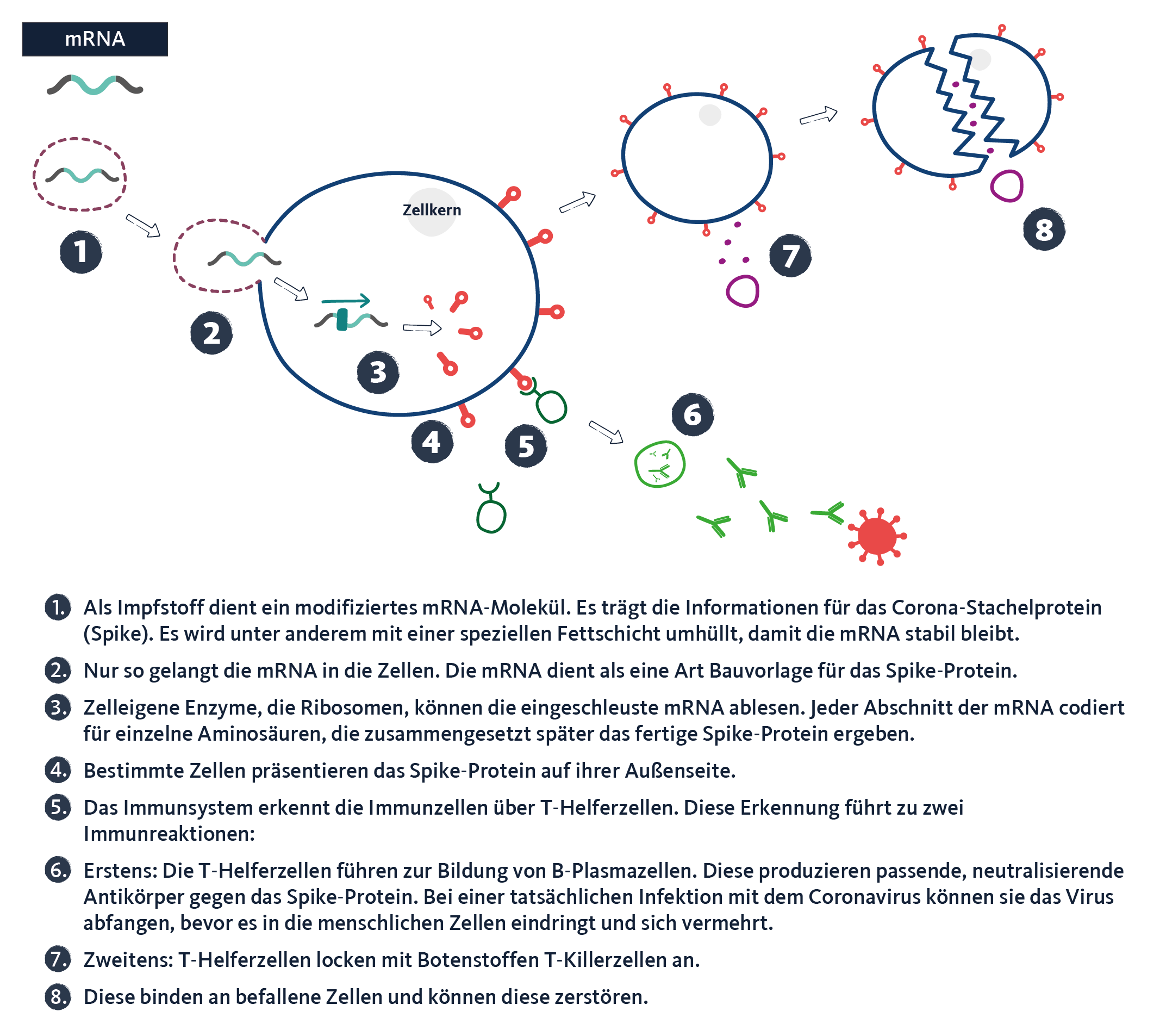 Grafik: So funktionieren mRNA-Impfstoffe. WDR/quarks