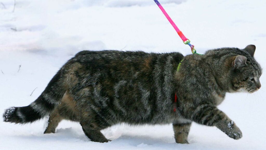 Angeleinte getigerte Katze die durch Schnee läuft. Die Leine ist in Regenbogenfarben.