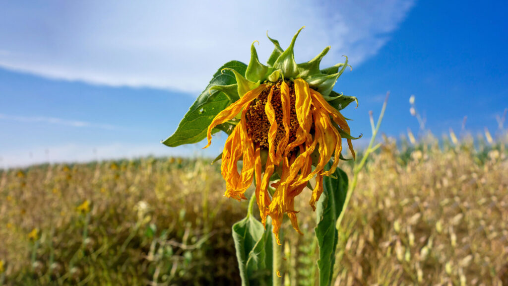 Vertrocknete Sonnenblume durch Hitze
