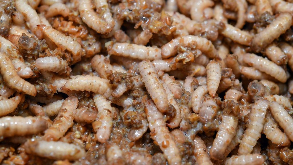 Viele Fliegenlarven