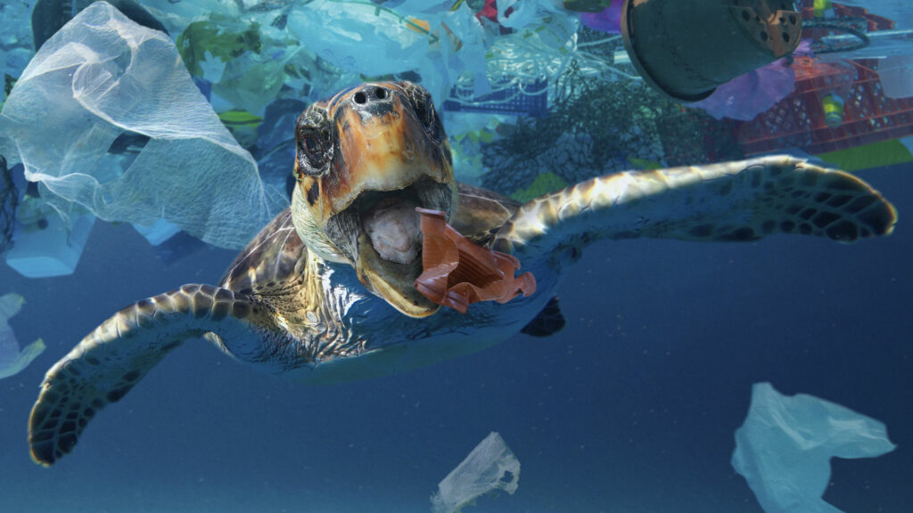 Eine Schildkröte unter Wasser. Sie hat den Mund weit geöffnet und scheint einen Plastikbecher essen zu wollen. Um sie herum treibt Müll im Wasser herum.