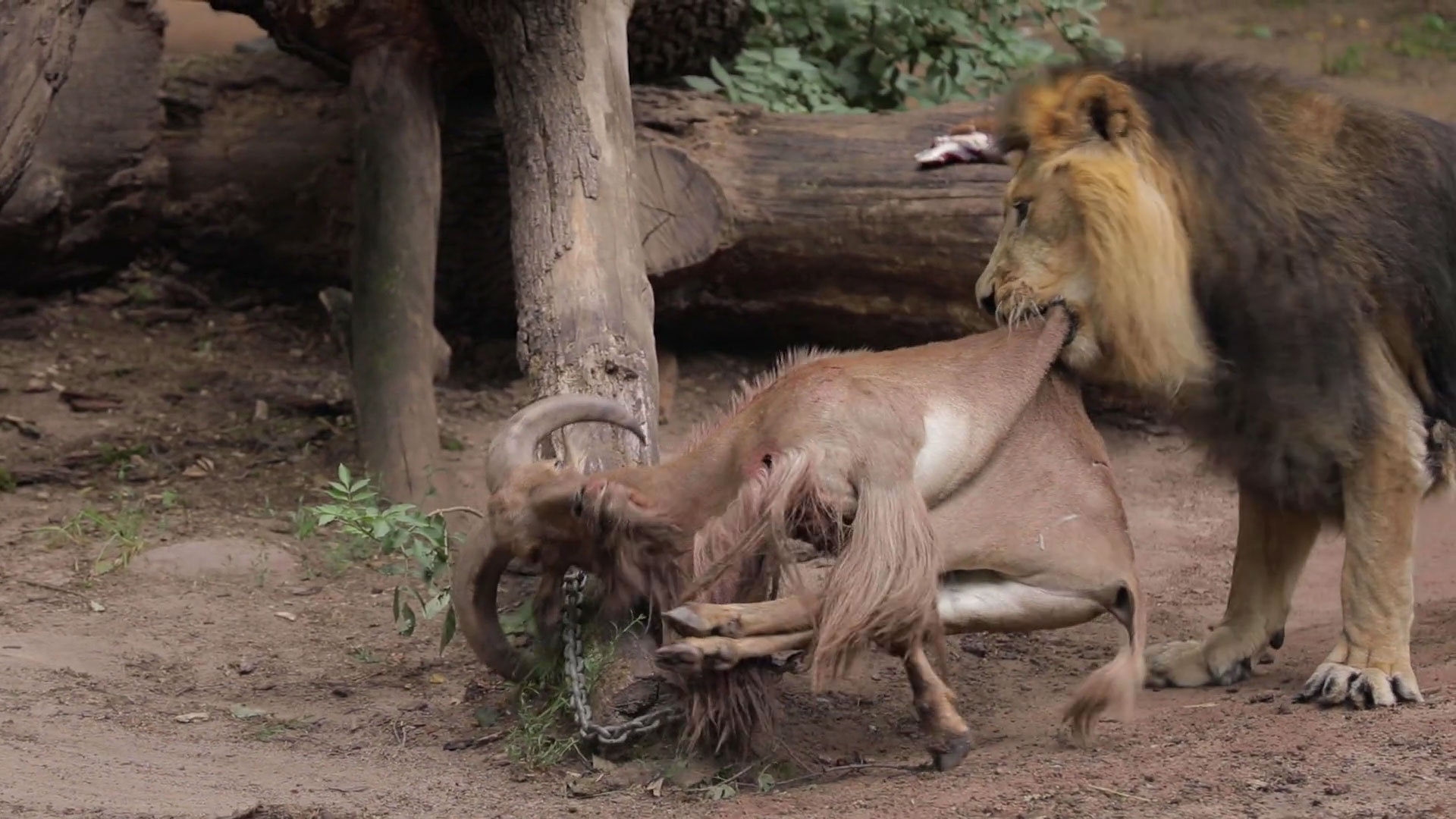 Löwe frisst Mähnenschaf im Nürnberger Zoo
