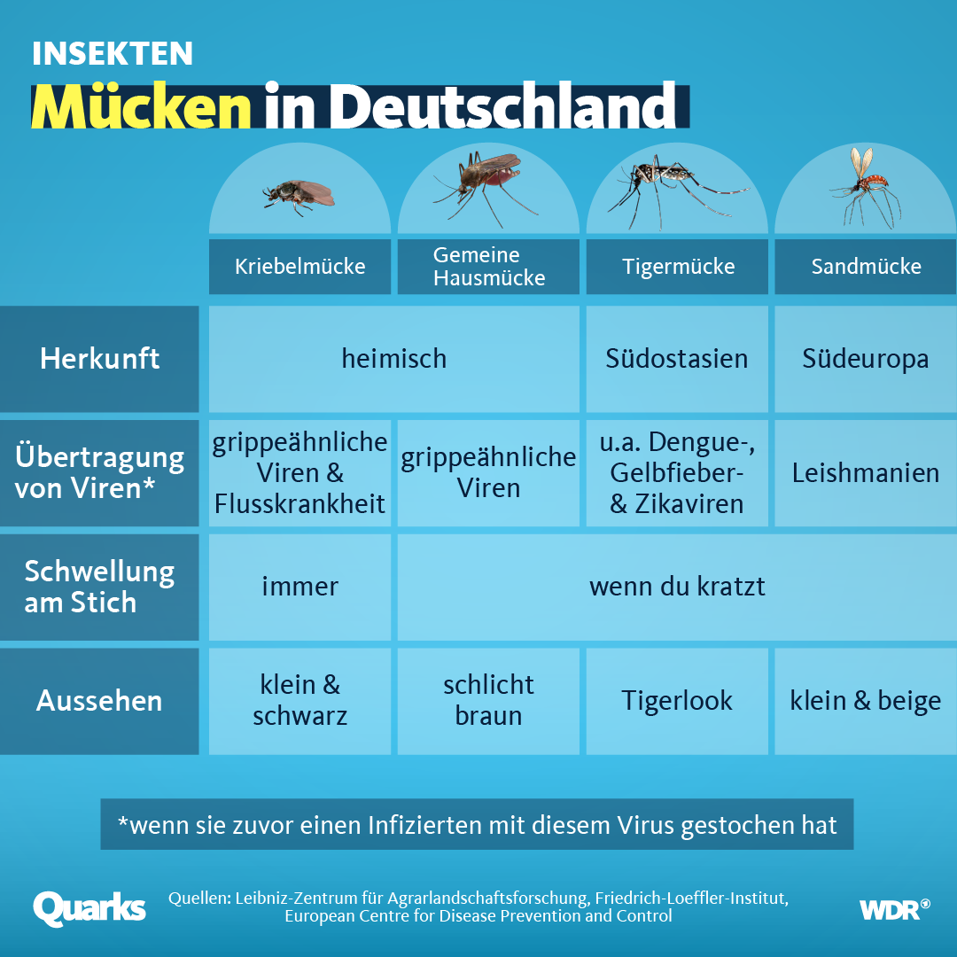 Verschiedene Mückenarten im Vergleich Grafik: WDR