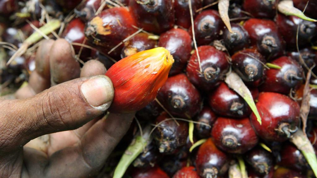 Hand hält Frucht der Ölpalme.
