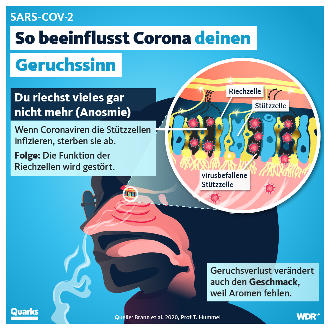 So beeinflusst Corona deinen Geruchssinn - Grafiktafel