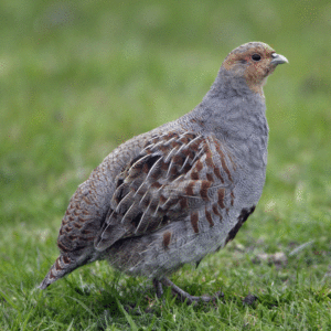 Sollte Man Das Ganze Jahr Uber Vogel Futtern Quarks De