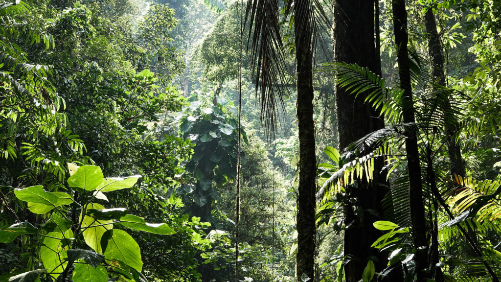 Der Regenwald in Brasilien. Die Pflanzen strahlen in sattem grün. Viel Sonnenlicht.