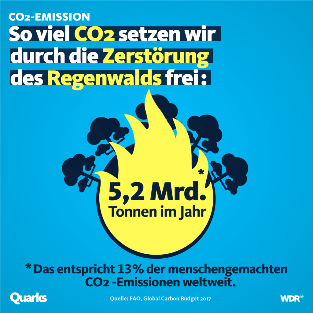 CO2 Emissionen Regenwaldungrodung