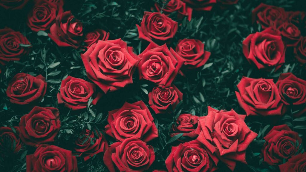 Zu sehen ist ein Busch mit vielen roten Rosen.