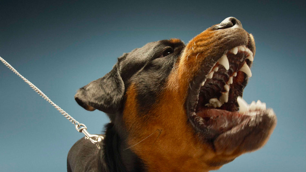 Ein Rottweiler mit schwarzem und braunem Fell zeigt seine Zähne und bellt, während er an einer Metallkette gehalten wird.