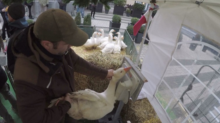 Landwirt betäubt Gans vor der Schlachtung