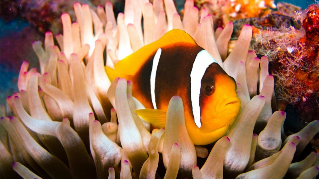 Ein kleiner, bunter Fisch liegt in einer Koralle.