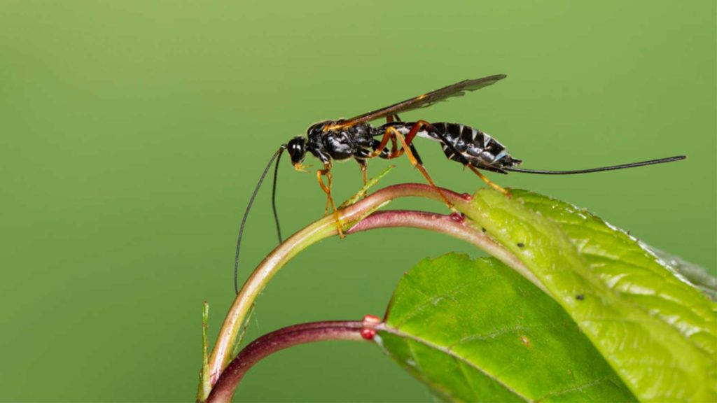 Eine Schlupfwespe sitzt auf einem Blatt | Foto: Frank Hecker, ddp