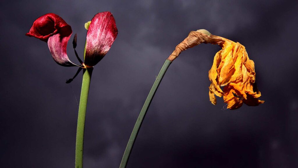 Zwei verwelkende Blumen vor dunklem Hintergrund.
