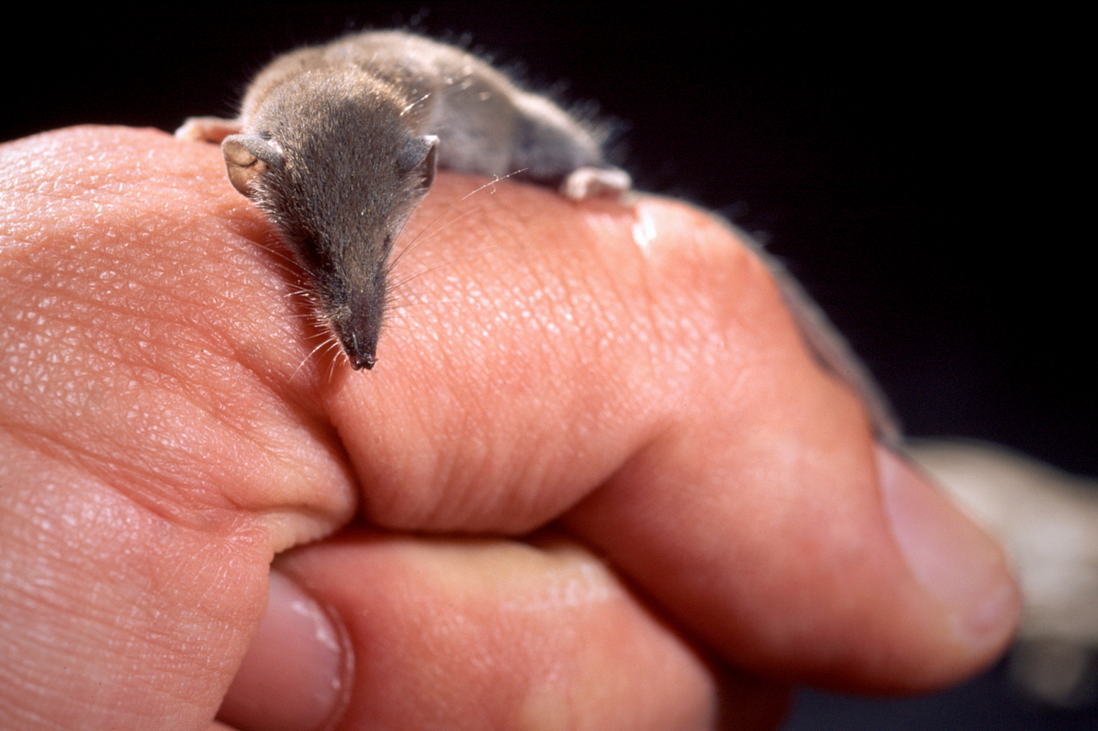 Eine Etruskerspitzmaus auf der Hand.