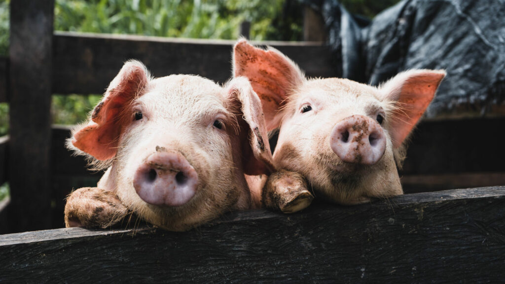 Zwei Schweine hinter einem Zaun