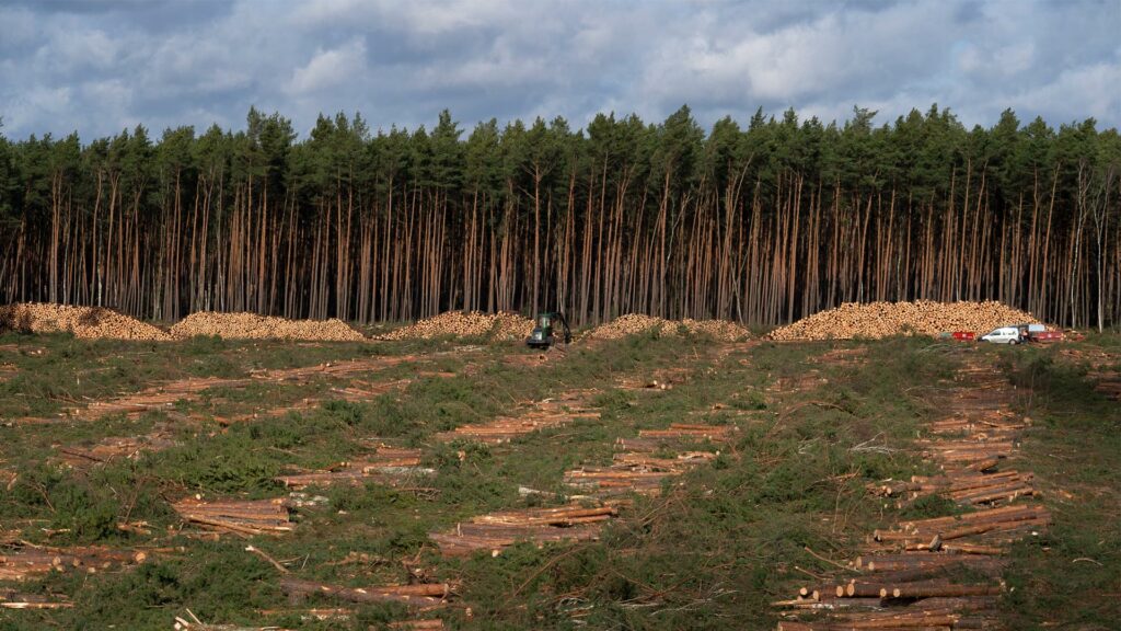 Man sieht einen Wald. Er wird abgeholzt, ist es schon teilweise.