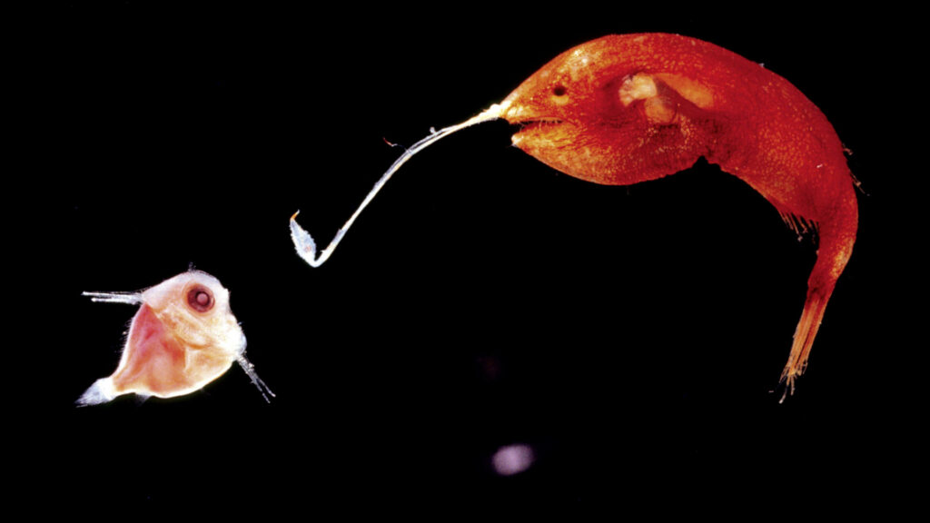 Eine Tiefsee-Anglerfisch-Dame nutzt ihren biolumineszenten Köder, um eine kleine Beute anzulocken. Die Szene ist in dunkler Umgebung mit starkem Kontrast dargestellt.