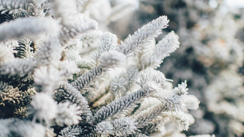 Mehrere Tannenbäume die mit Schnee bedeckt sind. Im Hintergrund ist ein weiterer Tannenbaum zu erkennen.