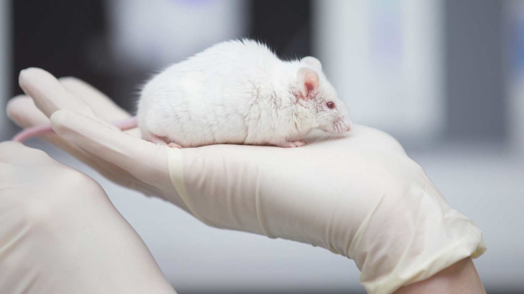 Ratte auf Hand.