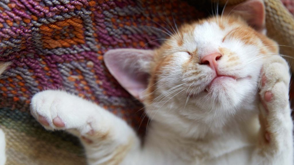 Schlafender Kater