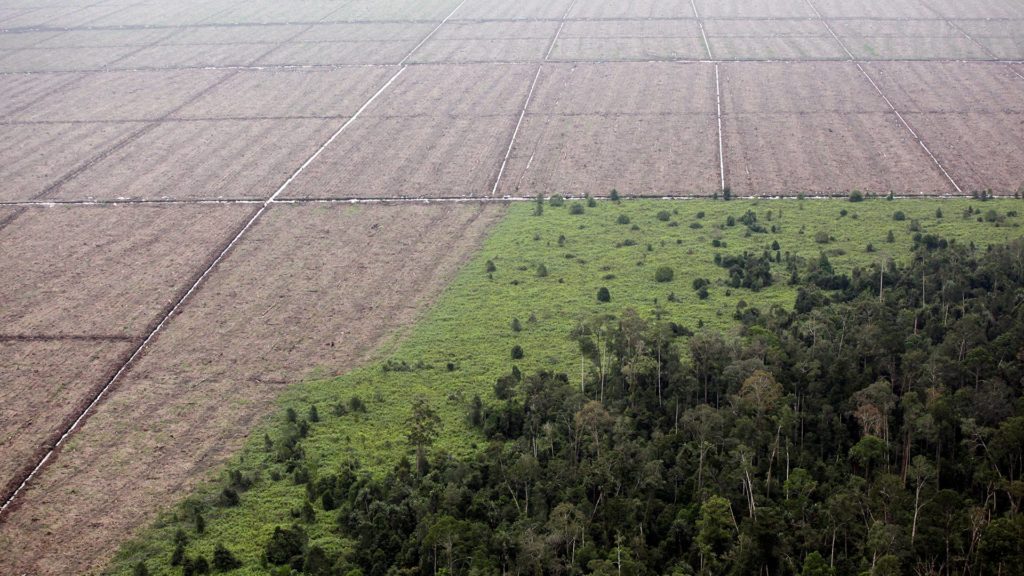 Zerstörung des Regenwaldes auf Sumatra.