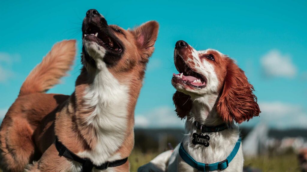 Zwei Hunde blicken erwartungsfreudig nach oben zum Herrchen.